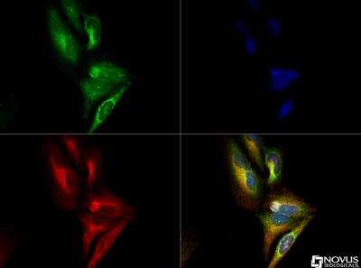 Immunocytochemistry/Immunofluorescence: Pyruvate Dehydrogenase E1-alpha subunit [p Ser293] Antibody [NB110-93479] - Pyruvate Dehydrogenase E1-alpha subunit [p Ser293] antibody (1:250) was tested in HeLa cells with DyLight 488 (green). Nuclei and alpha-tubulin were counterstained with DAPI (blue) and DyLight 550 (red).